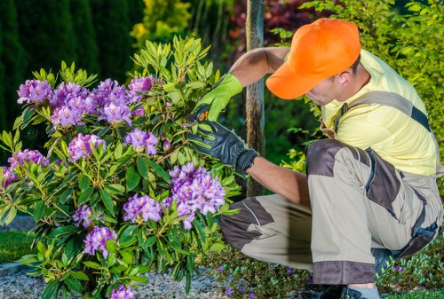 Professional hedge trimming service in Herne Hill